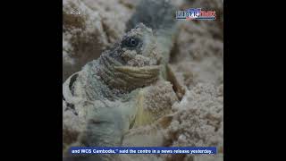 Ten Royal Turtle Babies Hatched in Captivity in Cambodia [upl. by Neraa]