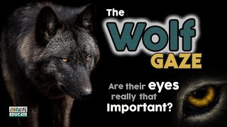 The Wolf Gaze 🐺 are wolf eyes really that important [upl. by Nelie]