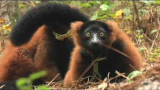 RED RUFFED LEMURS at DUKE LEMUR CENTER [upl. by Llehcal]