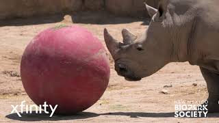 Fast Animal Facts – Rhinos – presented by Xfinity [upl. by Lois598]