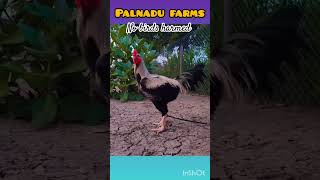 Top quality breeder trending aseelmurga perucross rooster natukollafarming viralreels hen egg [upl. by Zawde]