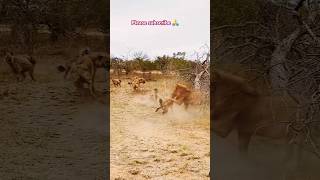 Hyena vs Lion recuse kruger wildlife lion hyena africa southafrica usa krugernationalpark [upl. by Tedmann]