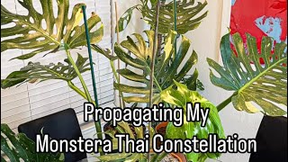 How to Propagate Monstera Thai Constellation [upl. by Mussman]