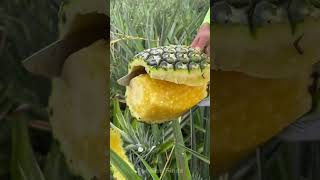 so good peeling pineapple [upl. by Idisahc]