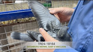 TR2418164 Batenburg Merwe Gaby x Van Loon [upl. by Nagle180]