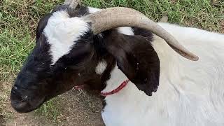 Visiting Tougas Family Farm in Northborough Massachusetts [upl. by Hallie732]