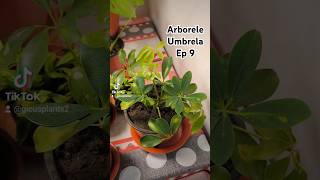 Arborele umbrella a început să crească Plantele mele EP 9 despreplante [upl. by Fransen471]