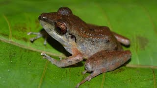 University of Michigan Researchers find Chytrid Fungus in Amazonian Frogs [upl. by Mazurek248]