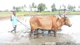 bull ploughing in deep mud by farmer for paddy plants growing  bull ploughing the field  bull race [upl. by Yruam]