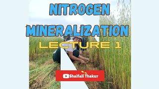 Nitrogen Mineralization  Soil science [upl. by Connett]