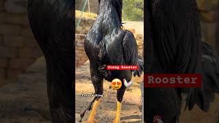 Young Rooster My Future King  Hero 🐓shorts rooster birds chicken youtubeshorts [upl. by Ellerad]