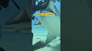 Why sharks not attack on humans  shorts shark sciencefacts [upl. by Alahsal]