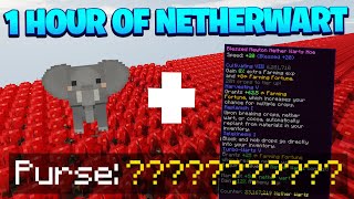 Best Nether Wart Farm  Best Design  and Best Gear  SkyBlock Hypixel Minecraft [upl. by Dnalsor]