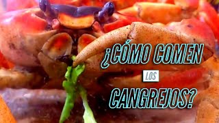 ¿ CÓMO COMEN los Cangrejos [upl. by Salomone]