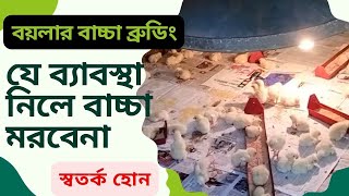 বয়লার বাচ্চা ব্রুডিং।। যে ব্যাবস্থা নিলে বাচ্চা মরবেনা।।স্বতর্ক হোন।।Shahriar Agro [upl. by Chill]