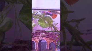 aquarium fishes guppy fishbreeding fish guppies [upl. by Notak180]