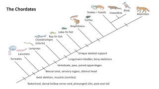 The Chordates [upl. by Dyob]