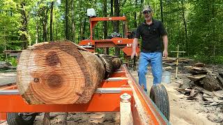 Tiger Maple on the sawmill [upl. by Moule927]