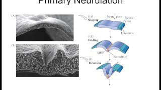 Lecture 7 Primary Neurulation [upl. by Nosnek592]