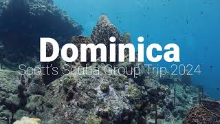 Dominica 2024 Scotts Scuba Group Trip to Fort Young Hotel and Dive Resort [upl. by Zilef]