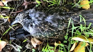 Dozens of birds fall dead from the sky in in mysterious mortality event [upl. by Rosy]