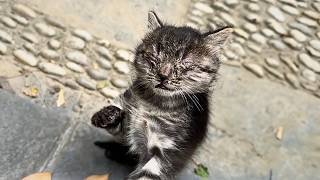 A kind stray brought the blind sick kitten to a passerby who once fed her trusting theyd help❤️ [upl. by Ylyl955]