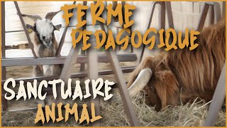 Ferme pédagogique  Immersion et découverte danimaux maltraités ou abandonnés [upl. by Ydissac]