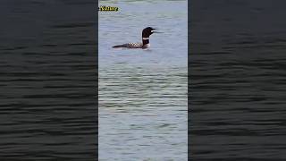 Loon Sounds At Night  Common Loon Call  Loon Call  shorts short Adventure Birds Nature [upl. by Arvid]