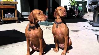 Viszla  Perfect Vizsla Specimens [upl. by Enneicul]