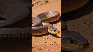 The Deadly Inland Taipan snake wildlife nature funfacts animals snake [upl. by Irisa]