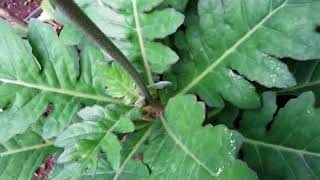 Herbal Plant  Medicinal Plant  Daun dewa Gynura segetum Lour [upl. by Samot272]