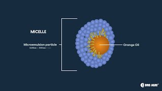 Micelle Formation [upl. by Baseler]