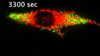 More dynamics of peroxisomes and mitochondira [upl. by Caylor]