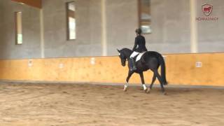 Pferdeauktion  Horse Auction Oldenburger Stute von Hengst San Amour [upl. by Inahc]