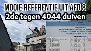 Mooie referentie uit afd 8 2de tegen 4044 duiven  Jonge duiven Bierges [upl. by Lethia826]