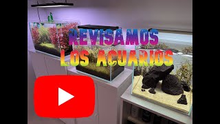 Resumen estado acuarios y paso del verano [upl. by Thar]