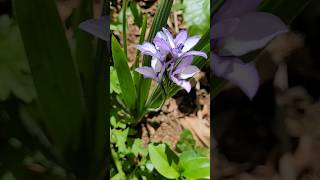 🤩💜 Babiana ou Flor de Veludo babiana flordeveludo primavera achado floreslindas [upl. by Melise]