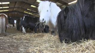 Rescued  a family herd of Shetland Ponies [upl. by Hillery91]