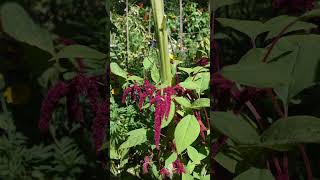 Love Lies Bleeding Synopsis sciencefacts gardening flowers [upl. by Jonathon]