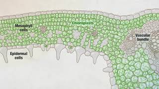 Photosynthesis Part 3 Leaf Structure  HHMI BioInteractive Video [upl. by Nawyt647]