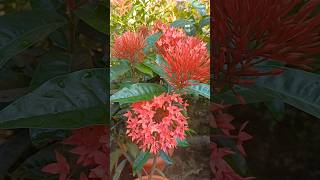 Beautiful ixora flower flower ixora ixoraplant [upl. by Rimahs128]