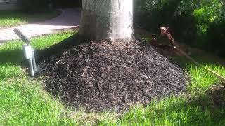 Improper Mulching Of Palm Trees Can Cause Trunk Rot [upl. by Namolos407]