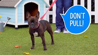 How to Teach Your Dog Not to Pull on a Leash  Chewy [upl. by Hannaj]