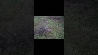 Big Whitetail Buck via drone Subscribe for more bigbuck deerhunting bowhunting whitetail [upl. by Ahsimal]