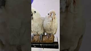 galleryta cokato  gofin cokato birds vairalvideo [upl. by Tufts]