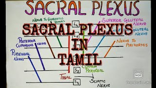 SACRAL PLEXUS IN TAMILLOWER LIMBANATOMYNEUROLOY [upl. by Orgel]