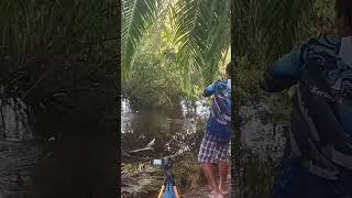 Pemancing paling beruntung Nemu sepot Toman se gacor ini umpan baru jatuh langsung di sambar 😱 [upl. by Ariada]