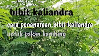 bibit kaliandracara penanaman bibit kaliandra untuk pakan kambing [upl. by Maxim]