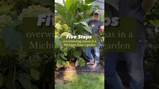 5 steps to overwintering cannas in a Michigan Zone 5 garden 🌺 gardenideas gardentips gardening [upl. by Zimmer410]