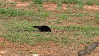 紅嘴山鴉  Redbilled Chough  Pyrrhocorax pyrrhocorax [upl. by Ainet418]